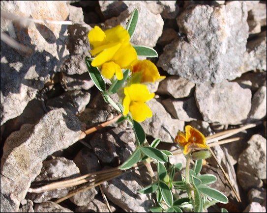 Argyrolobium zanonii 7
