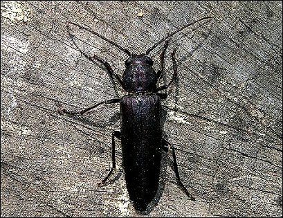 Arhopalus ferus 1