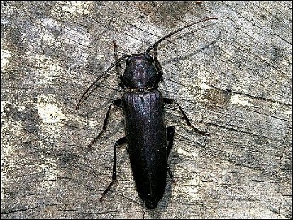 Arhopalus ferus 2