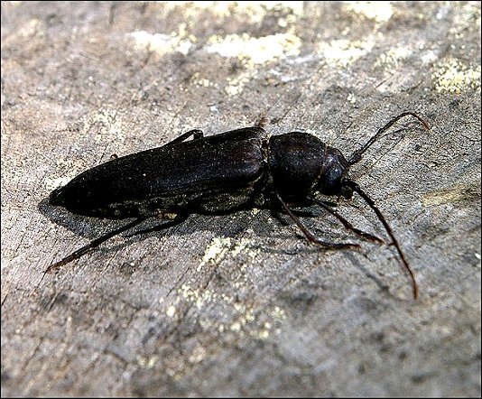 Arhopalus ferus 3