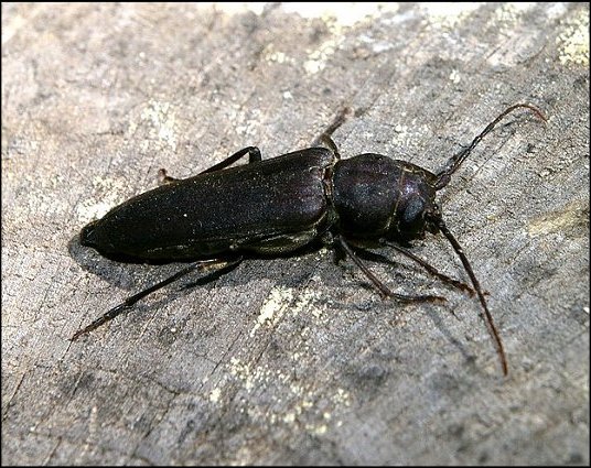 Arhopalus ferus 4