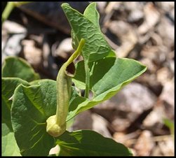 Aristoloche longue