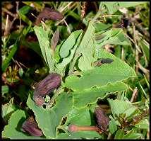 Aristoloche pistoloche