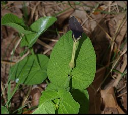 Aristoloche ronde