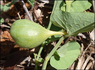 Aristolochia paucinervis 14