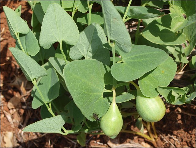 Aristolochia paucinervis 20