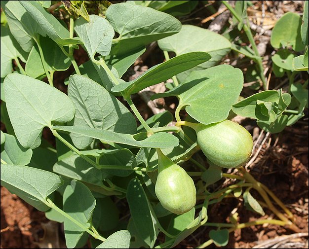 Aristolochia paucinervis 21