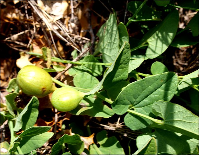 Aristolochia paucinervis 22
