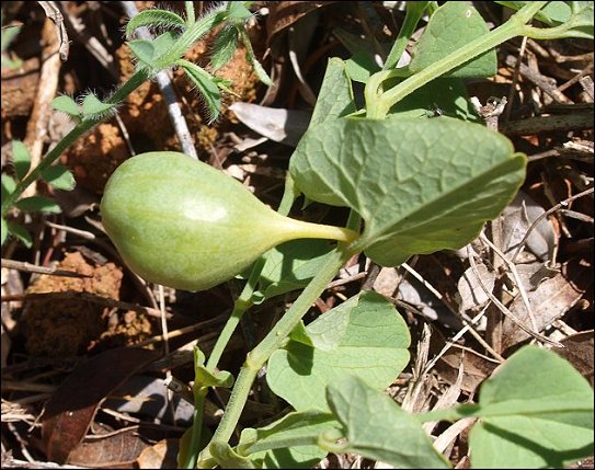 Aristolochia paucinervis 4