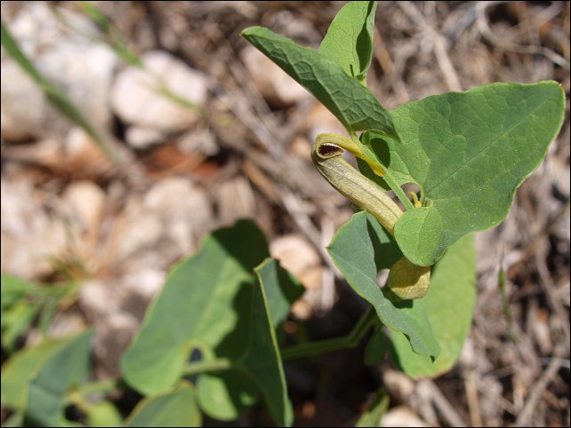 Aristolochia paucinervis 8