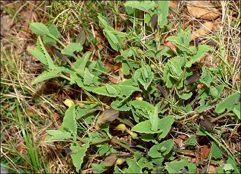 Aristolochia pistolochia 1