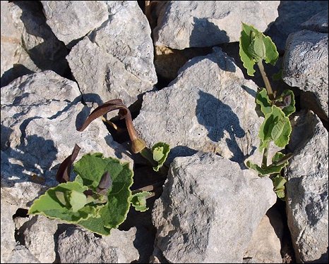 Aristolochia pistolochia 10