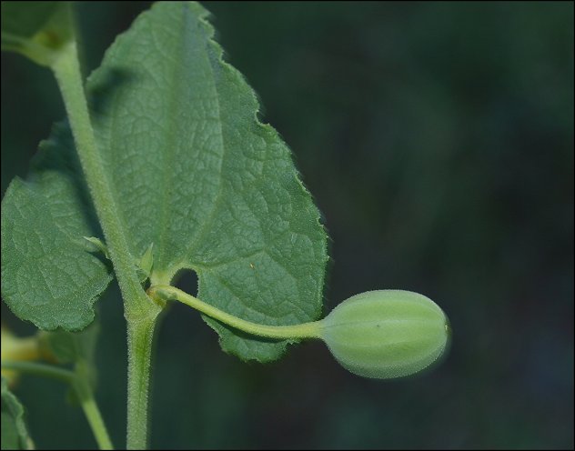Aristolochia pistolochia 11