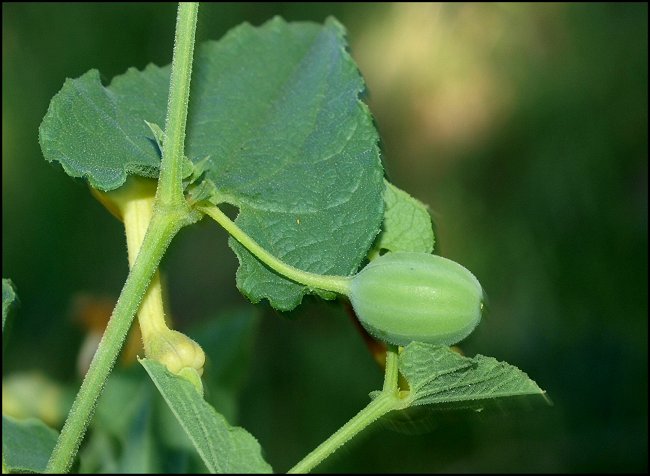 Aristolochia pistolochia 12