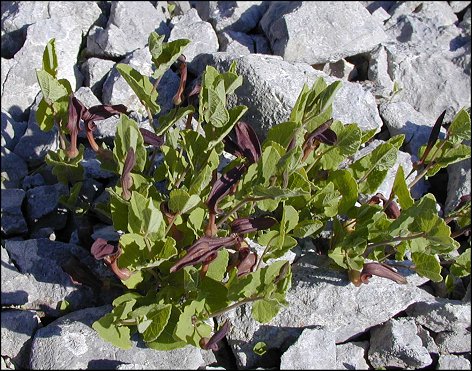 Aristolochia pistolochia 13