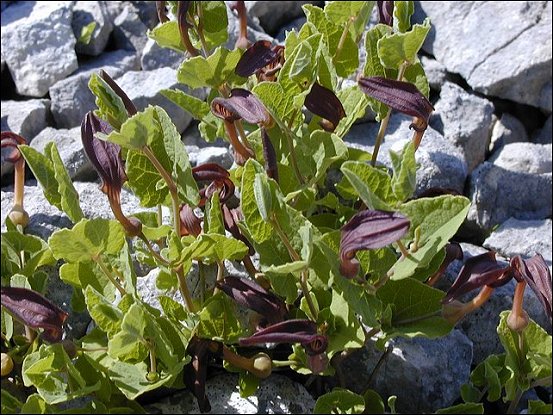 Aristolochia pistolochia 14