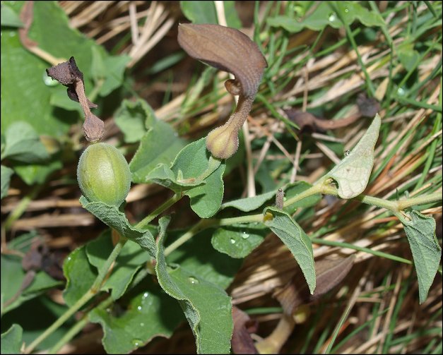 Aristolochia pistolochia 15