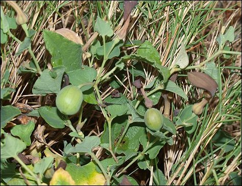 Aristolochia pistolochia 16