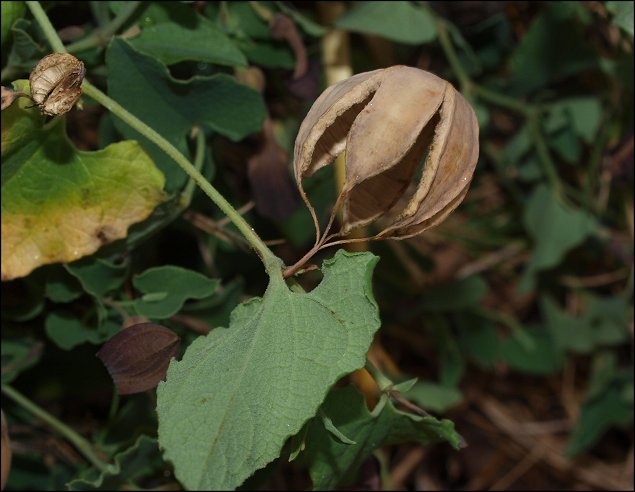Aristolochia pistolochia