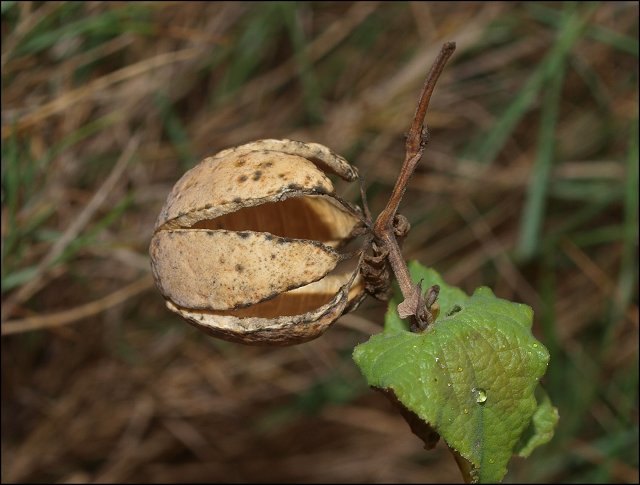 Aristolochia pistolochia 18