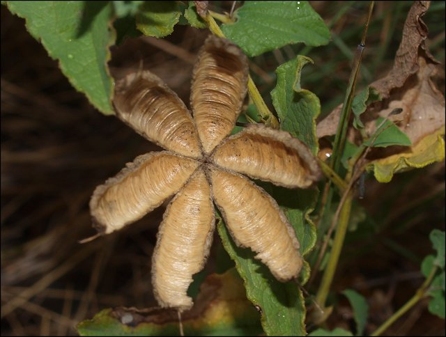 Aristolochia pistolochia 19