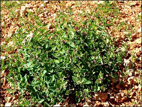 Aristolochia pistolochia 20