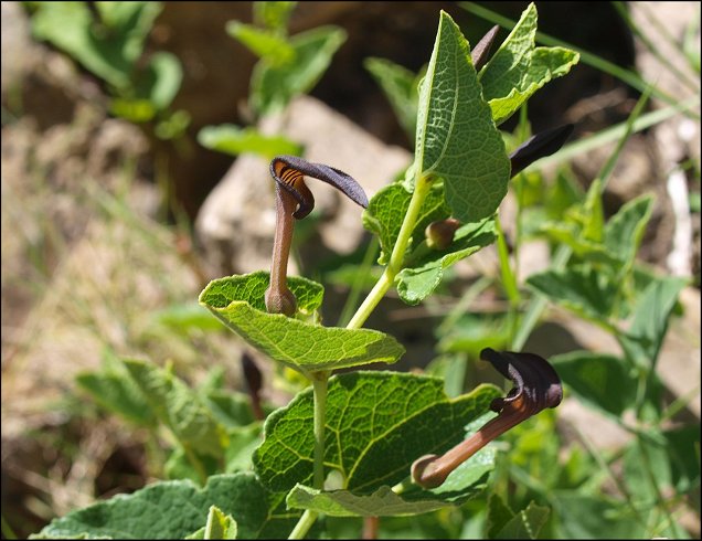 Aristolochia pistolochia 21