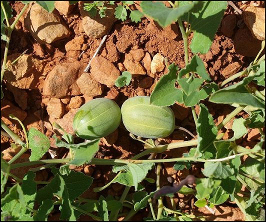 Aristolochia pistolochia 22