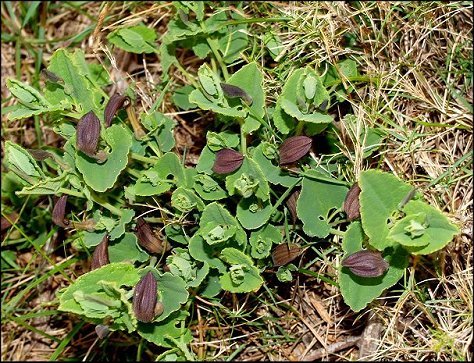 Aristolochia pistolochia 3