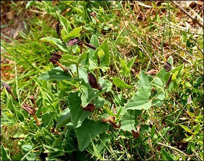 Aristolochia pistolochia 4