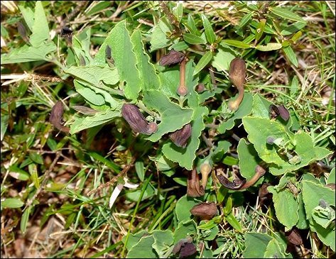 Aristolochia pistolochia 5