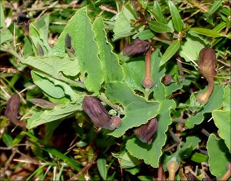 Aristolochia pistolochia 8