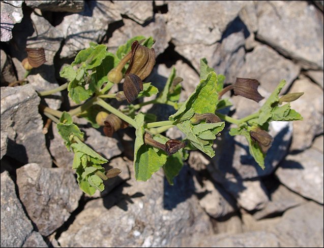 Aristolochia pistolochia 9