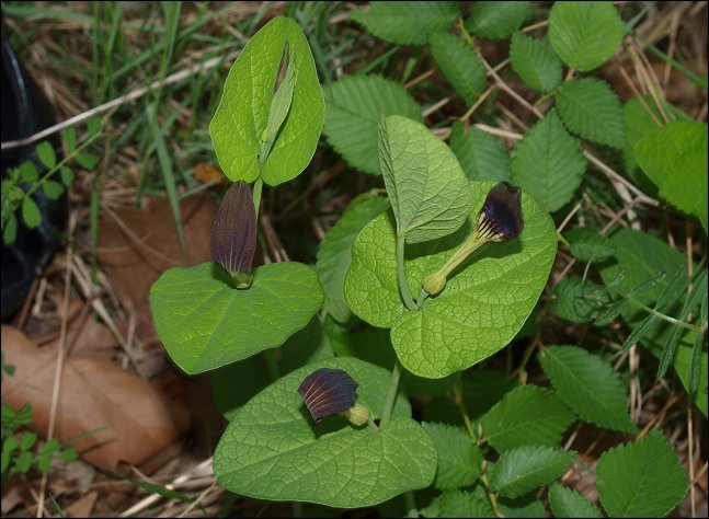 Aristolochia rotunda 1