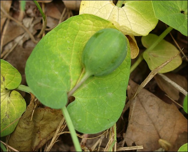 Aristolochia rotunda 10
