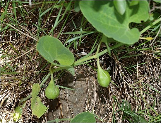Aristolochia rotunda 11
