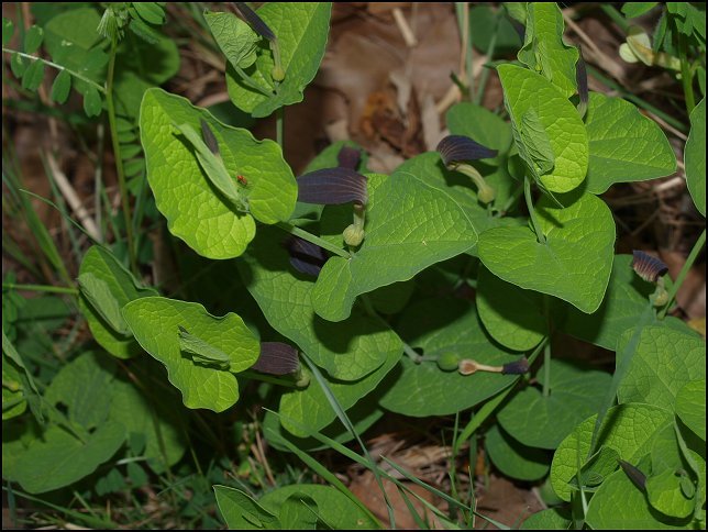 Aristolochia rotunda 2