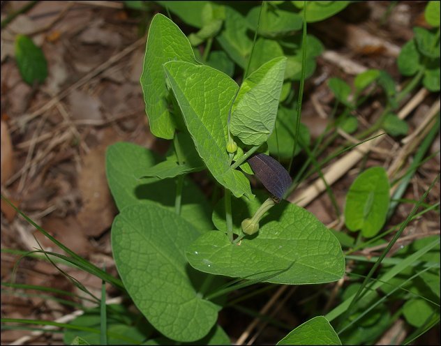 Aristolochia rotunda 3