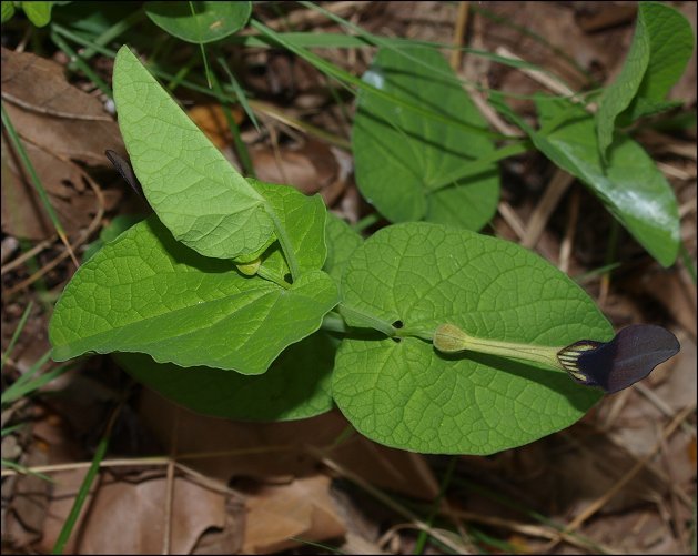 Aristolochia rotunda 4