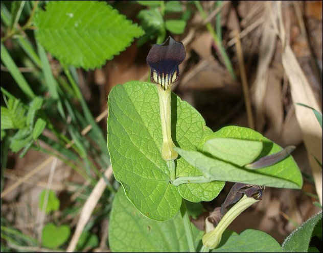 Aristolochia rotunda 5