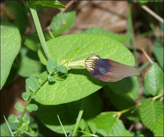 Aristolochia rotunda 6