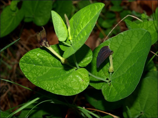 Aristolochia rotunda 7