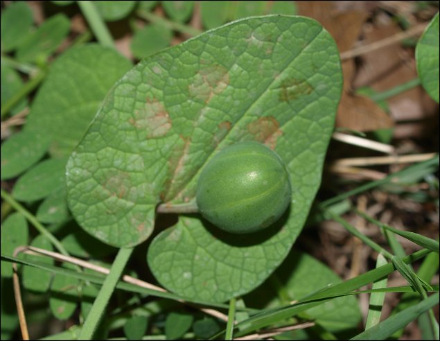 Aristolochia rotunda 8