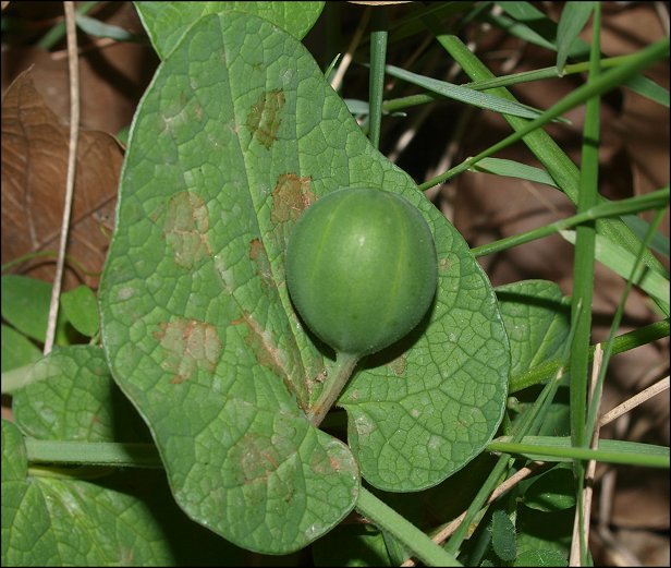 Aristolochia rotunda 9