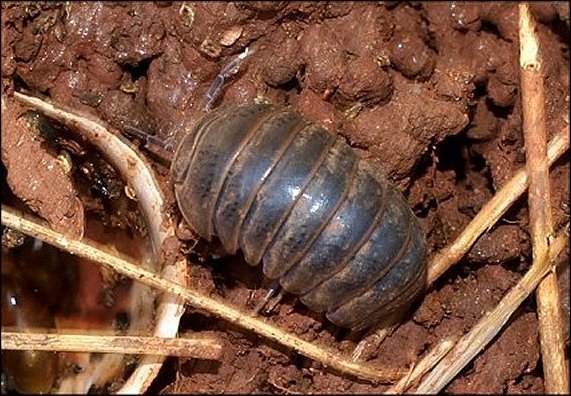 Armadillo 1