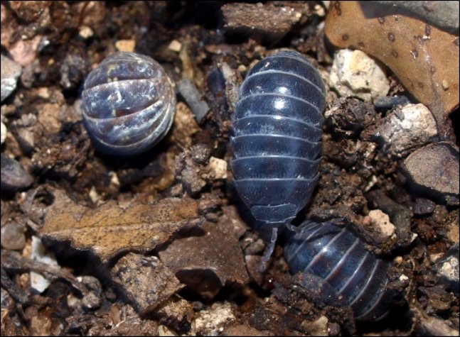 Armadillo 5