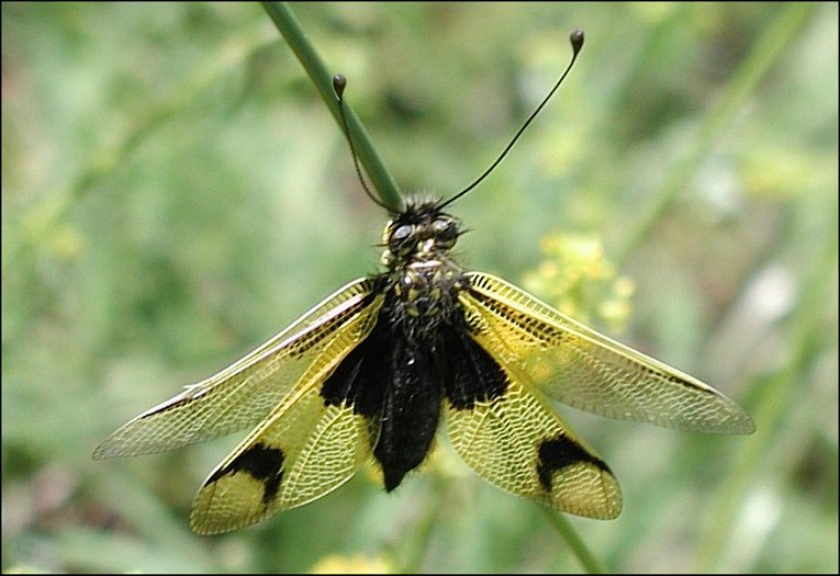 Ascalaphe 1
