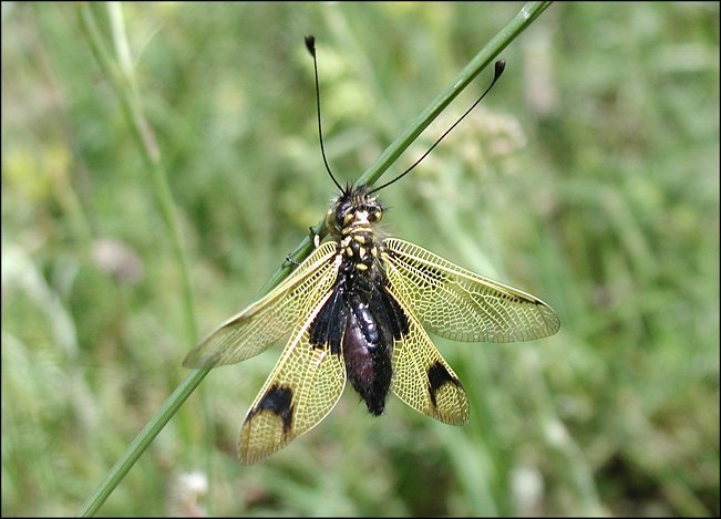 Ascalaphe 2