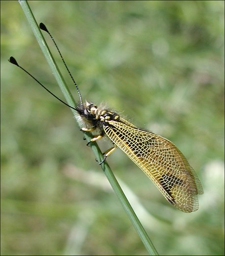 Ascalaphe 4