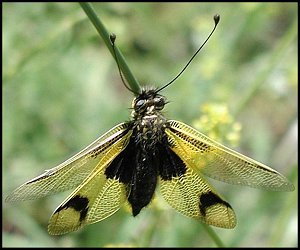 Ascalaphe